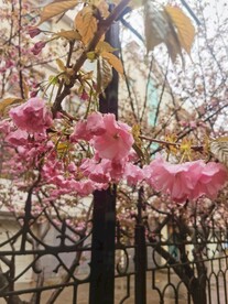 樱花