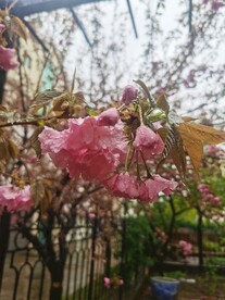 樱花