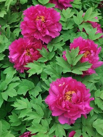 红牡丹