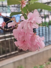樱花