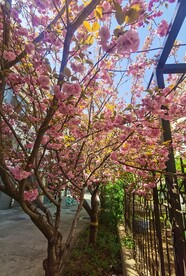 樱花
