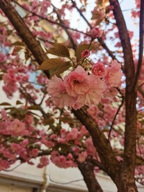 樱花