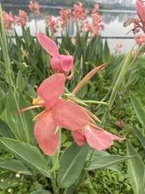 红花美人蕉