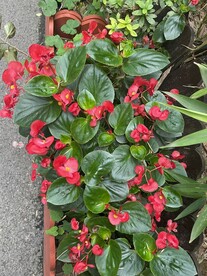 花卉丛