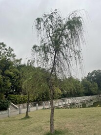 柳树风景