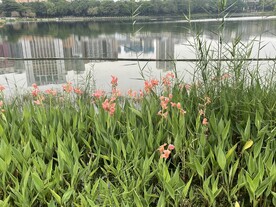 植物风景