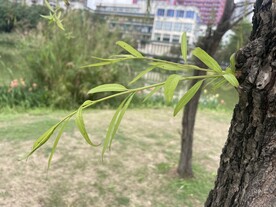 柳树枝