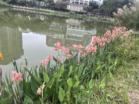 美人蕉风景