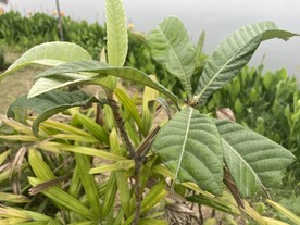 枇杷树