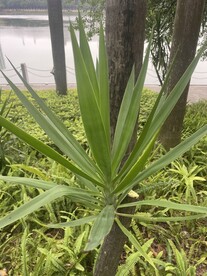 花卉植物