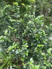 山茶花植物