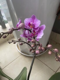 花卉蝴蝶兰