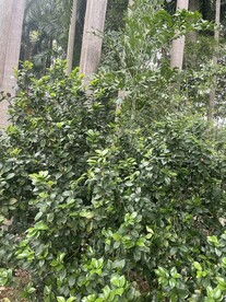 山茶树