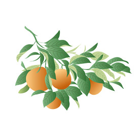橙子