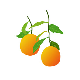 橙子