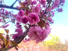 樱花