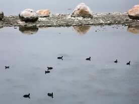 湖中黑水鸡