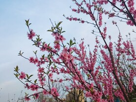 红色桃花盛开