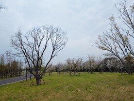 白色樱花盛开