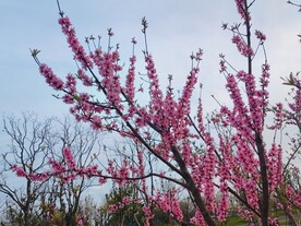 红色桃花
