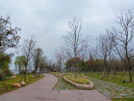 小树林石板路