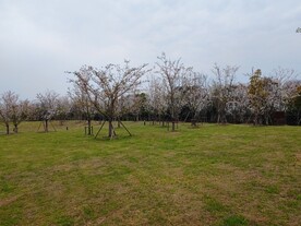 草地上樱花林