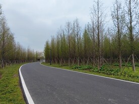 杉树林弯道