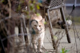 猫 