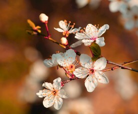  梨花 