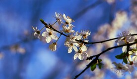  梨花