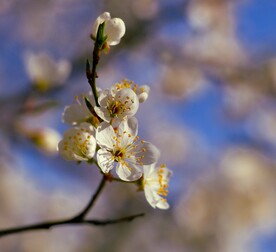 梨花 