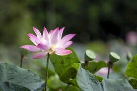 莲花