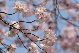 樱花 