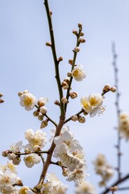  梨花