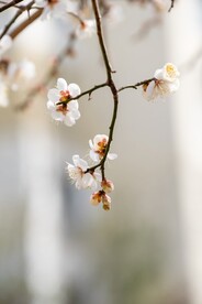 梨花 