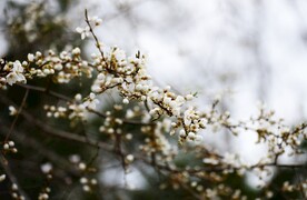  梨花 