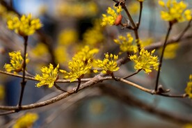 黄梨花 