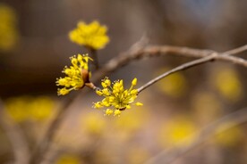  黄梨花