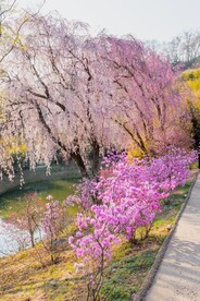 樱花 