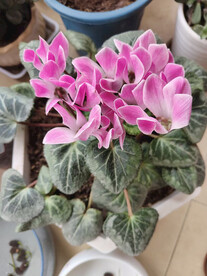 盆栽花卉