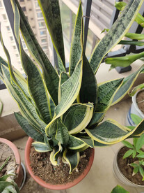 观赏植物