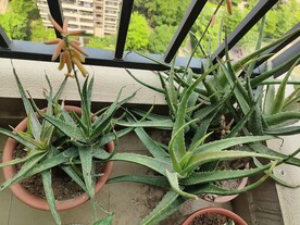 芦荟