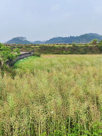 田野美景