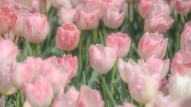 粉色少女郁金香花田高清