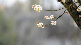 傲寒梅花独自开背景虚化