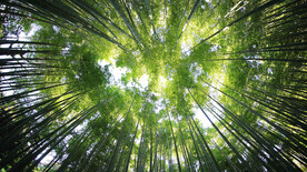 仰望竹林超清1080背景系壁纸