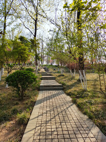 公园石阶小路
