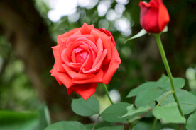 红色玫瑰花