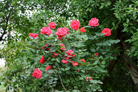 玫瑰花