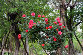 玫瑰花
